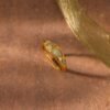 Jade-Tone Dewdrop Ring - Gradwandrung